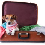 dog lying in a suitcase for traveling
